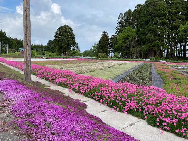 札苅駅前アルメリアロード