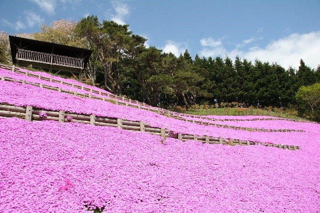 薬師山