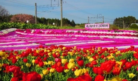 札苅村上芝桜園②