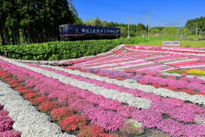 札苅村上芝桜園①